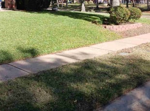 Jess C.'s lawn care service result