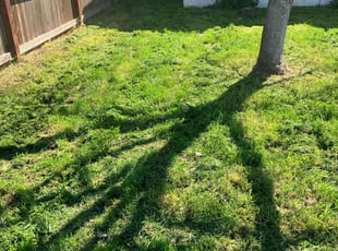 Jennifer M.'s grass maintenance service result