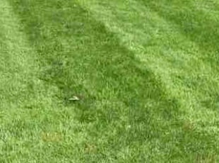 Steven A.'s grass cutting service result