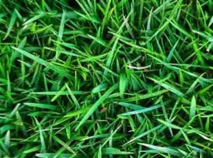 Christopher M.'s lawn maintenance service result