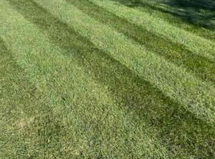 Tanesha S.'s turf care service result