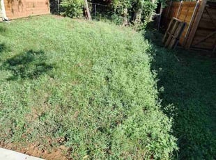 Marilyn M.'s lawn care service result