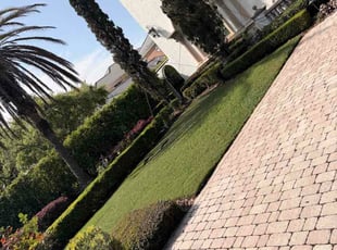 Allie B.'s turf maintenance service result