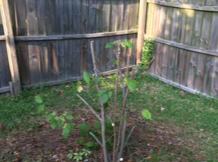 Christie C.'s Bush Trimming service result