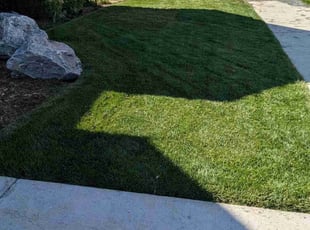 Mauriel H.'s turf care service result