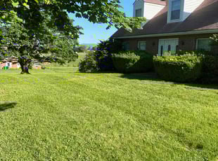 David D.'s grass cutting service result