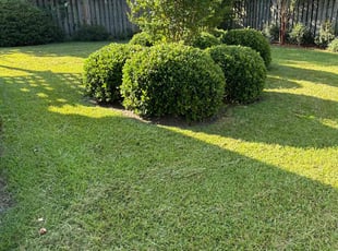 Peter S.'s lawn maintenance service result