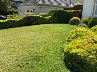 Benjamin H.'s Bush Trimming service result