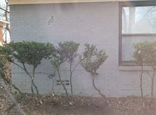 George H.'s Bush Trimming service result