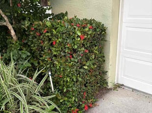 Leslie W.'s grass maintenance service result