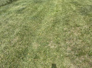 Vincent F.'s grass cutting service result