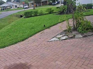 Holly L.'s turf care service result