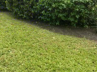 Brandon L.'s Bush Trimming service result