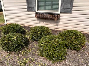 Carly B.'s Bush Trimming service result