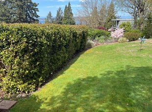 Priscilla L.'s Bush Trimming service result