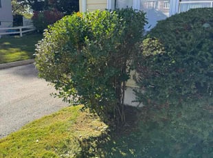 Rickardo S.'s Bush Trimming service result
