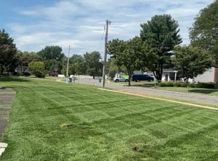 Rolla P.'s turf care service result
