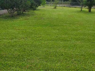 Kathy A.'s lawn service service result