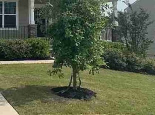 Tyrone B.'s lawn care service result