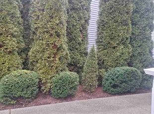 Rex C.'s Bush Trimming service result