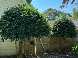 Stephanie T.'s Bush Trimming service result