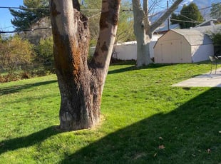 Diane L.'s turf maintenance service result