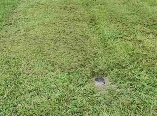 Brent M.'s grass maintenance service result