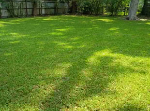 Pat D.'s grass maintenance service result