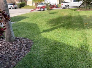 Terry R.'s lawn maintenance service result