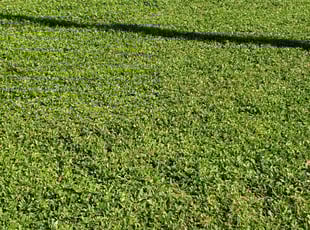 Simon O.'s lawn care service result