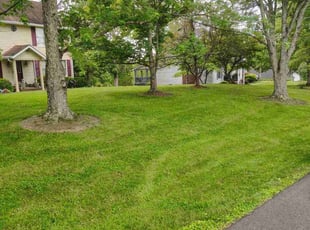 Fernando S.'s grass maintenance service result