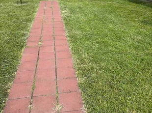 Carolyn G.'s Long Grass Cleanup service result