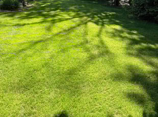 Shelly F.'s turf care service result