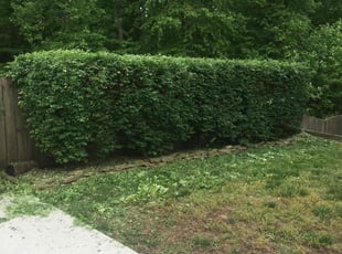 Linus R.'s Bush Trimming service result