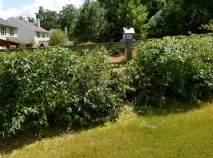 Diann A.'s Bush Trimming service result