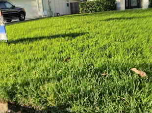 Asha W.'s grass maintenance service result