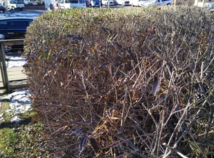 Mark M.'s Bush Trimming service result