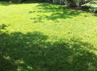 paige m.'s turf maintenance service result