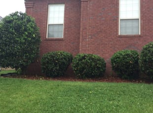 Sonya M.'s Bush Trimming service result