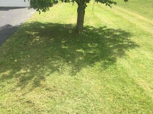 Patricia S.'s lawn care services service result