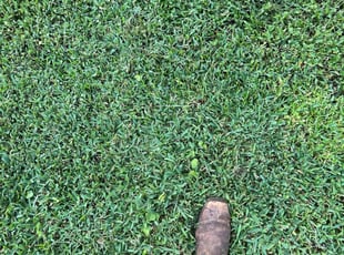 Marshellla W.'s lawn care service result