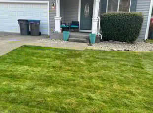 Randy M.'s turf care service result