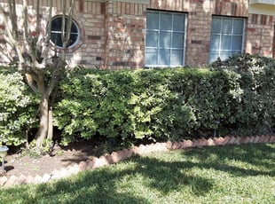 Marcos R.'s Bush Trimming service result