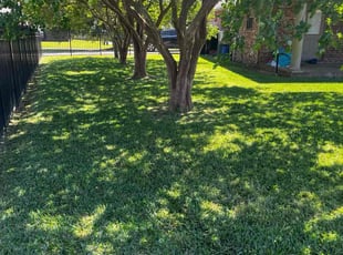 Judy C.'s lawn care service result