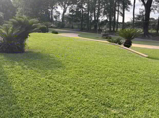 Carleen T.'s lawn care service result