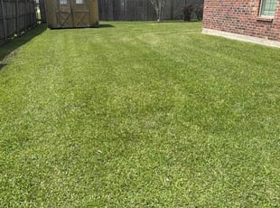 William K.'s turf care service result