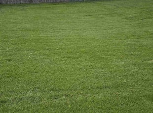 Michael W.'s lawn care service result