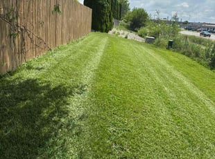 Tramaine R.'s lawn care service result