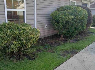 Thomas R.'s Bush Trimming service result
