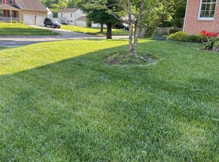 Cholo B.'s grass cutting service result